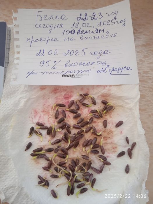 Продам посевной материал Бела