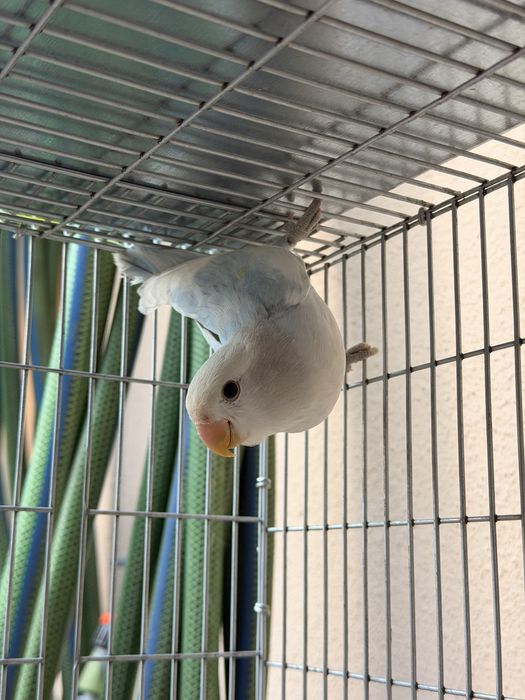 Agapornis roseicollis (Criador Legal ICNF)