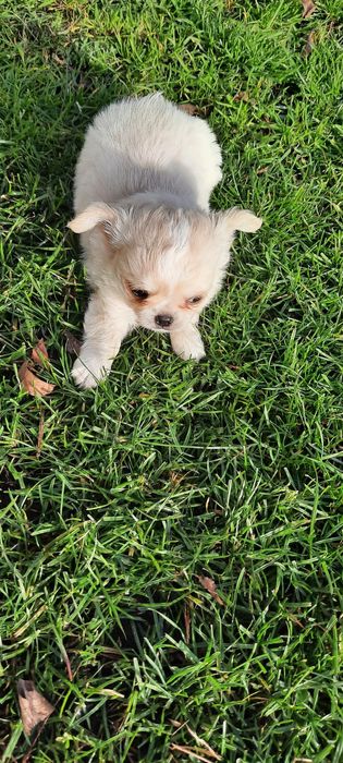 Piesek chihuahua długowłosy