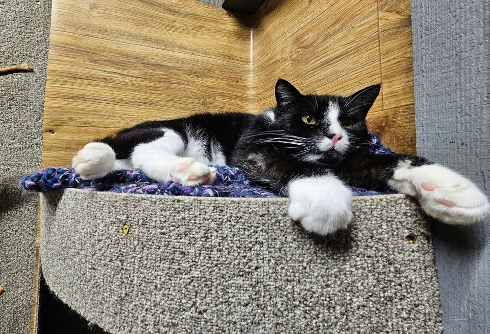 Kot Rafiki czeka na dom w schronisku