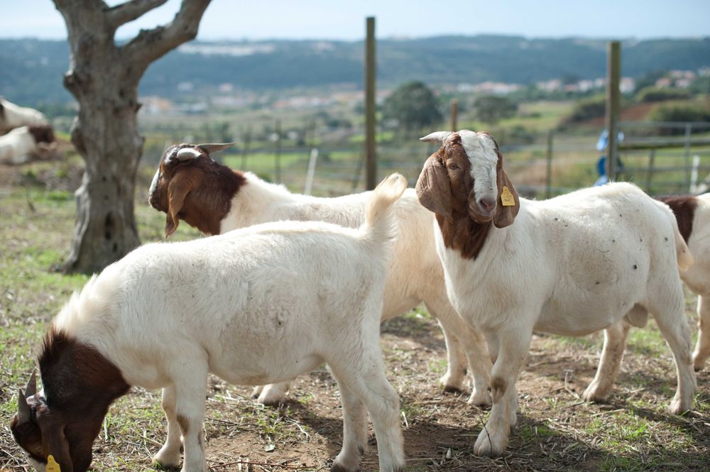 Vendo cabrito macho boer puro
