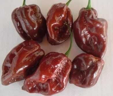 10 Sementes Pimenta Malagueta Habanero CHOCOLATE