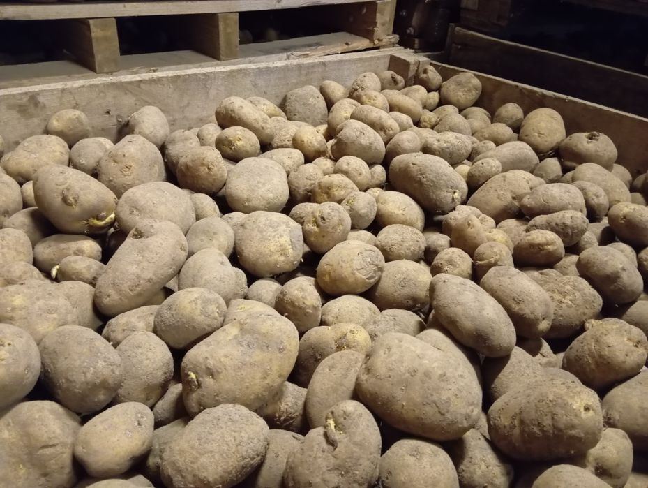 Ziemniaki paszowe duże ilości