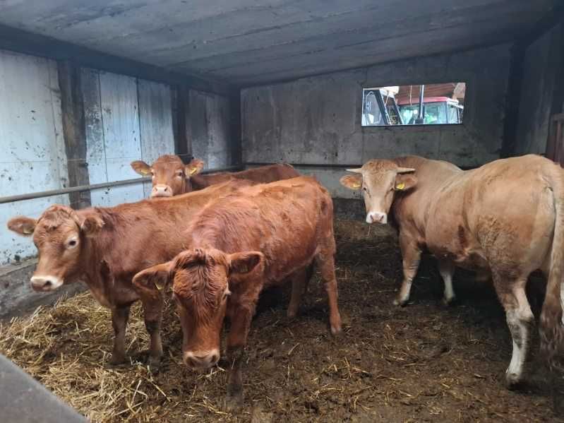 Jałówki Limousine cielne