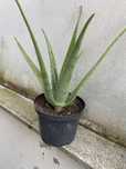 Cactos Aloe- vera ( Babosa)
