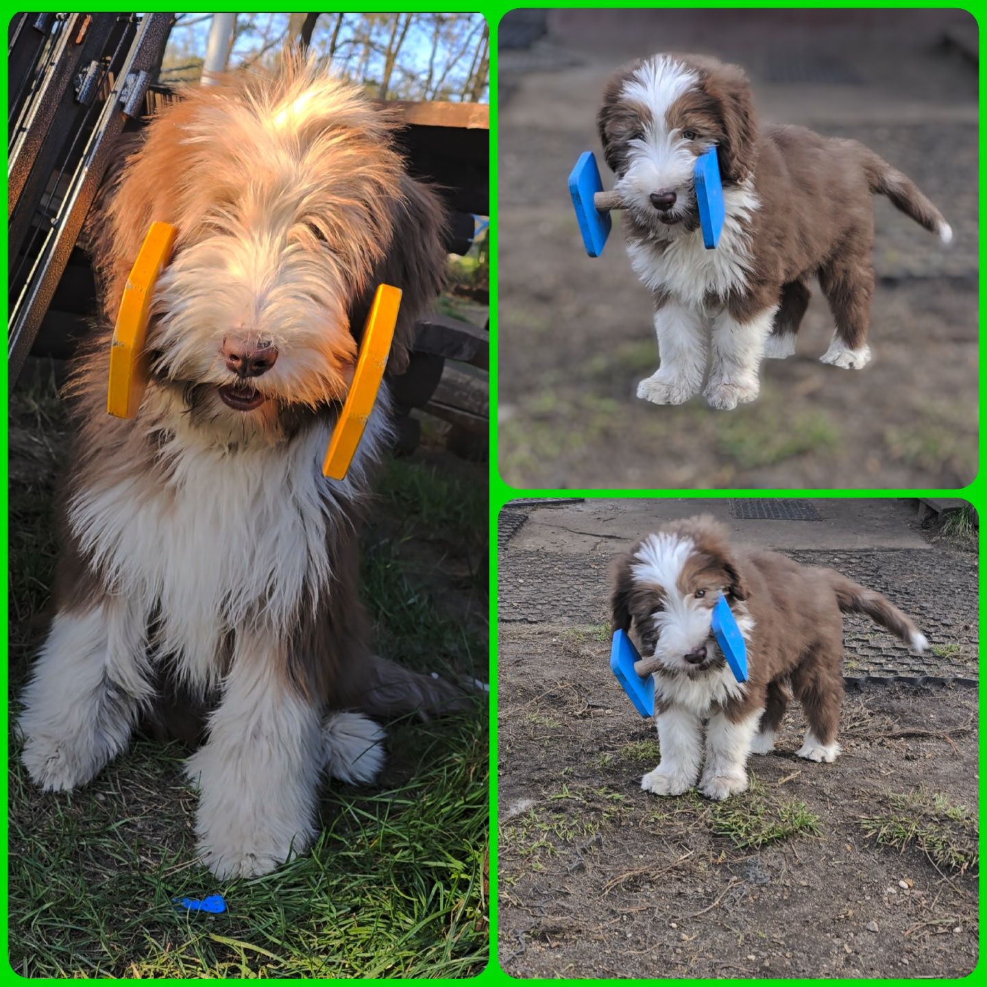 Bearded Collie szczeniak 2026