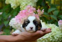 Welsh Corgi chłopiec fluffy!!