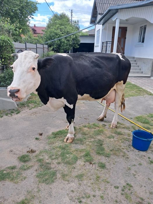 Продам дійну корову