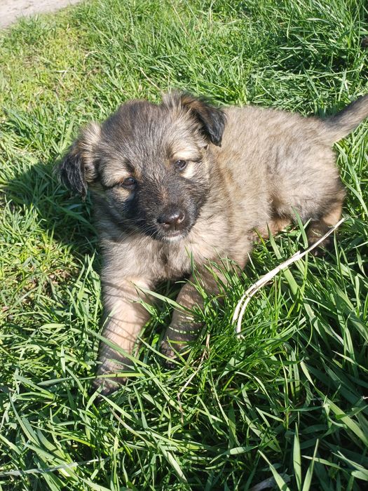 Собачата,чудові песодіти