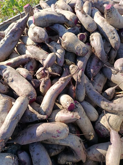 Буряк столовий червоний