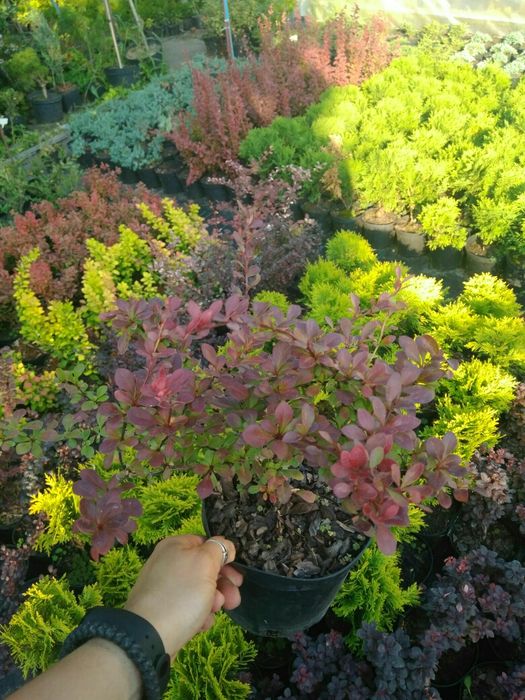 Барбарис,бересклет, вейгели, гортензії, спіреї