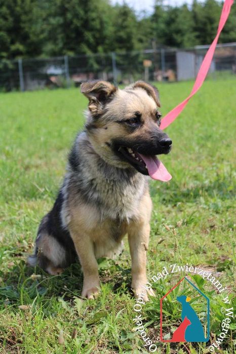 Bardzo przyjazna sunia Kizia szuka domu!