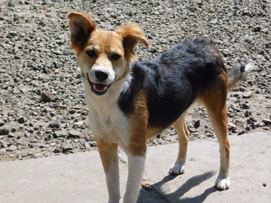 Супер собачка Мила стерилизована