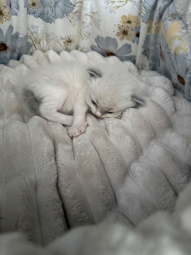 Koteczka Ragdoll SHK/WCF