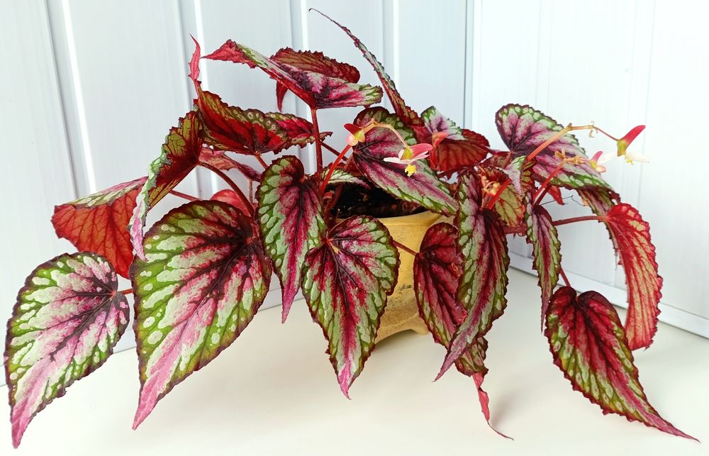 Бегонія королівська