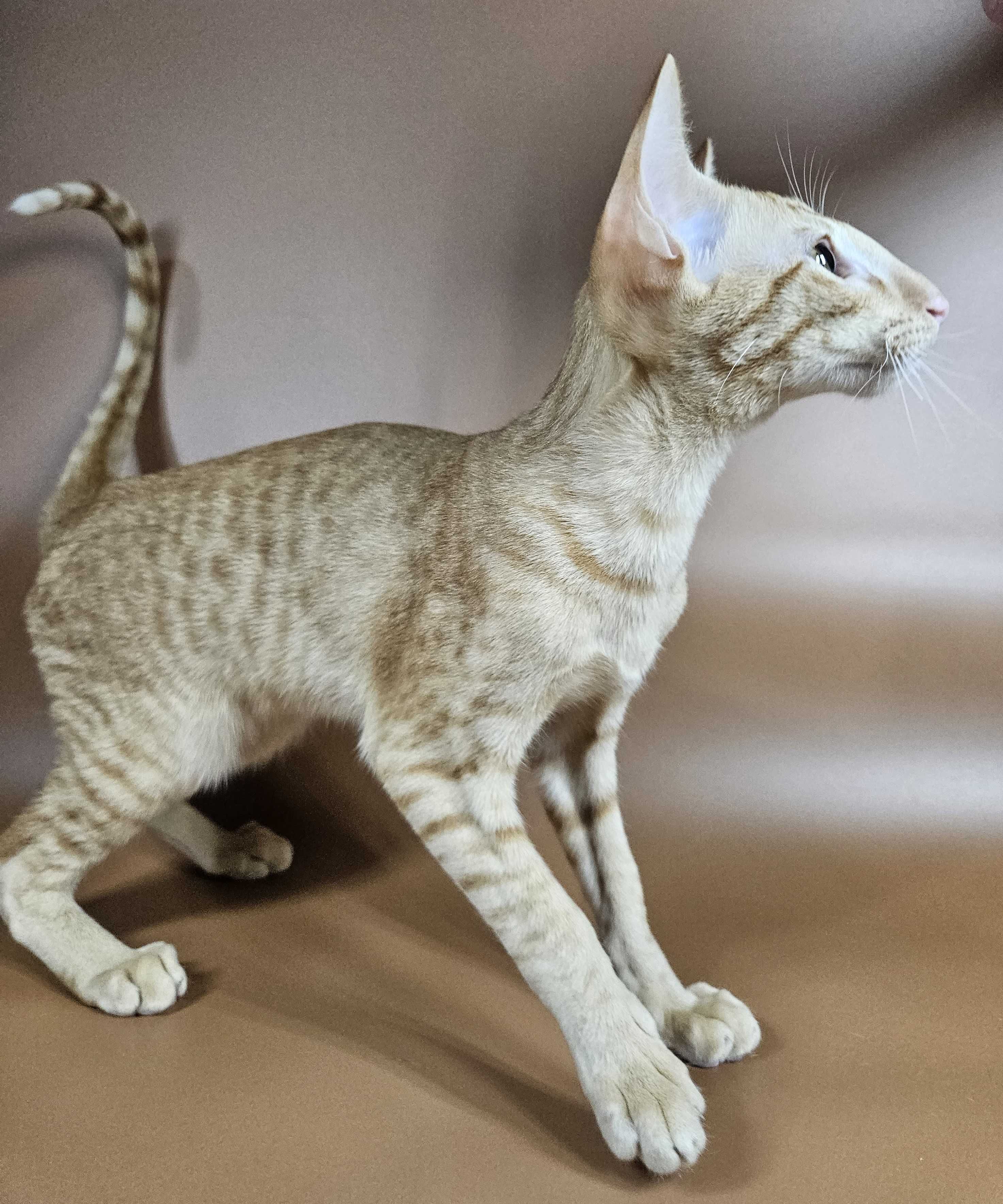 Ulvar Ориентальный котенок мальчик красный рыжий Ulvar ориентал