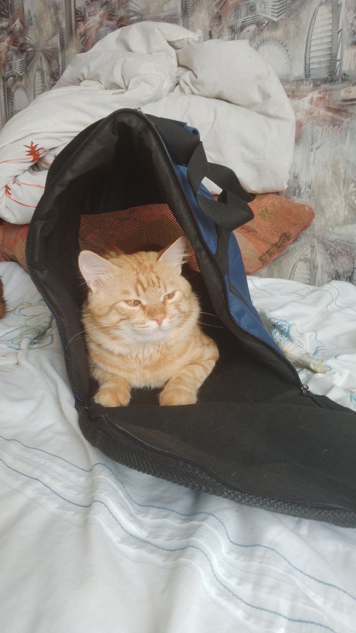 Отдам котов рыжиков