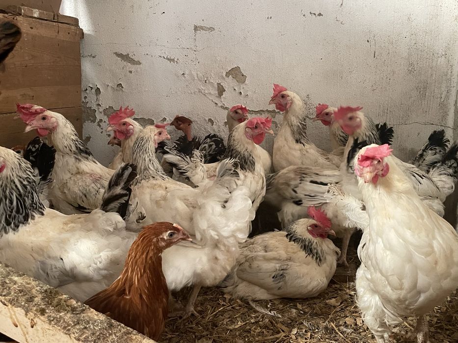 Ovos  caseiros para consumo