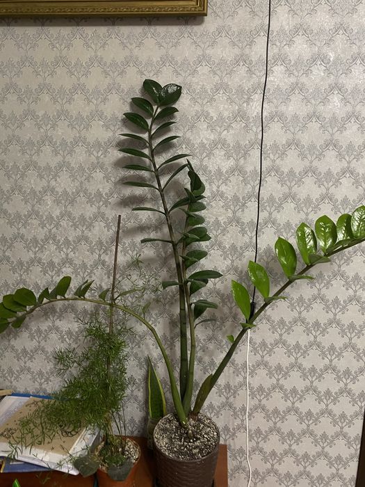 Заміокулькос