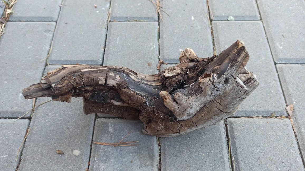 Korzeń do akwarium