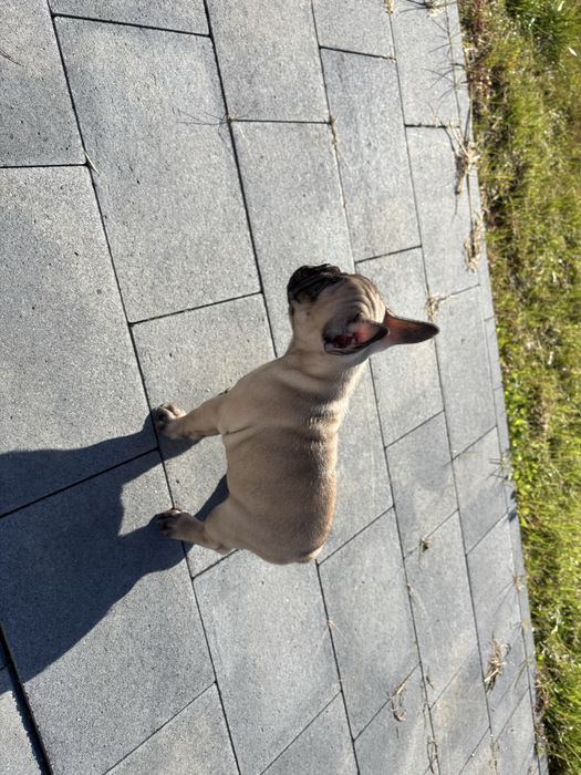 bulfog francuski ZKwP FCI suczka