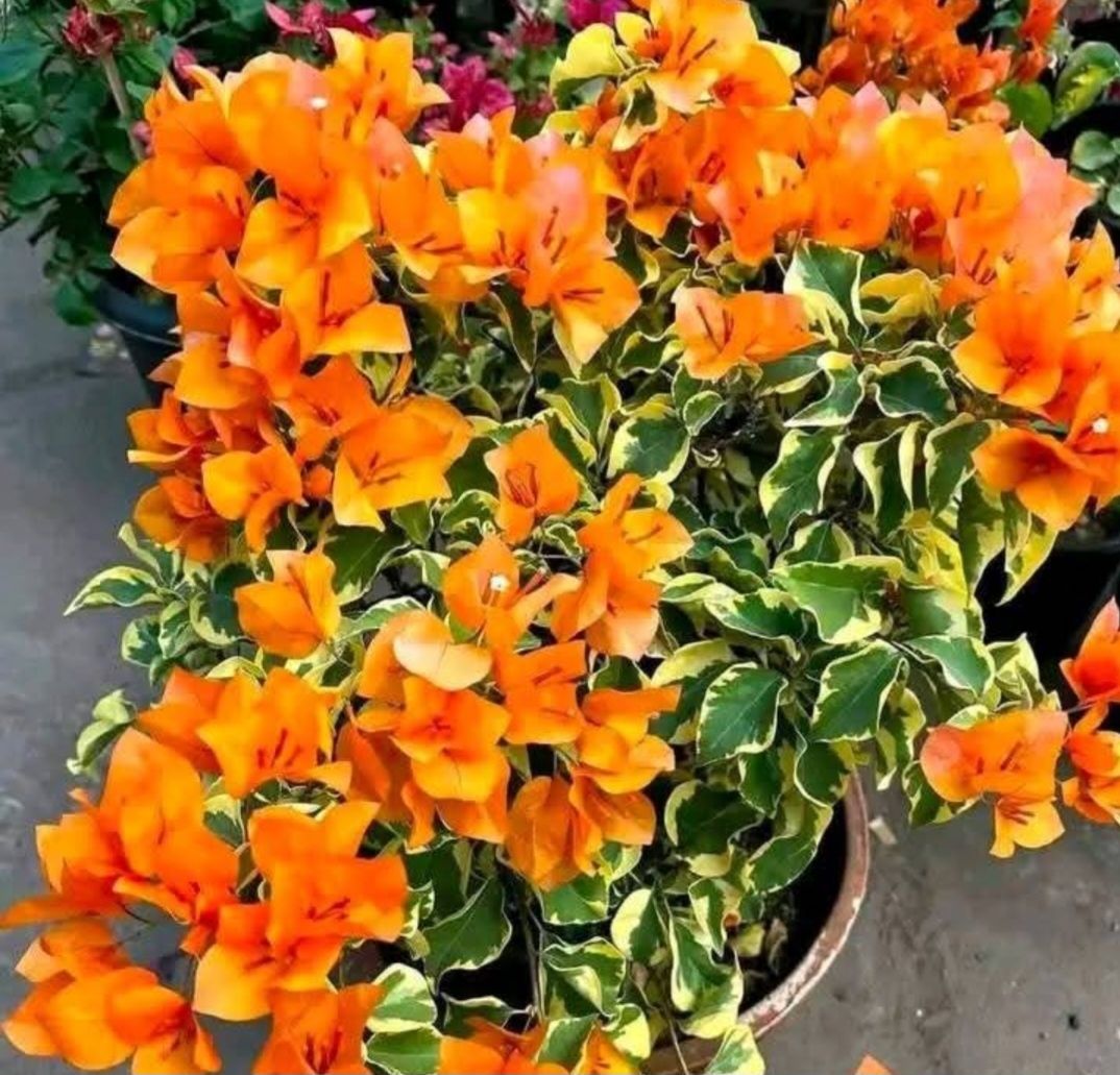 Bugenwilla  Variegata Delta Dawn