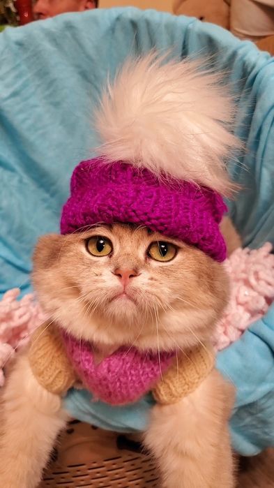 Нежные маоыши. Ручеые котята золотая шиншилла.