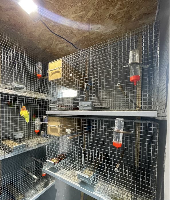 FIM DE HOBBY Colónia de agapornis e todo o material