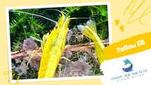 happyaquarium.pt - Neocaridina Yellow / Neocaridina Yellow Golden Back