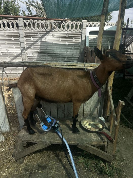 Продам кози альпійськоі породи