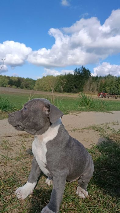 Amstaff blue śliczna samica