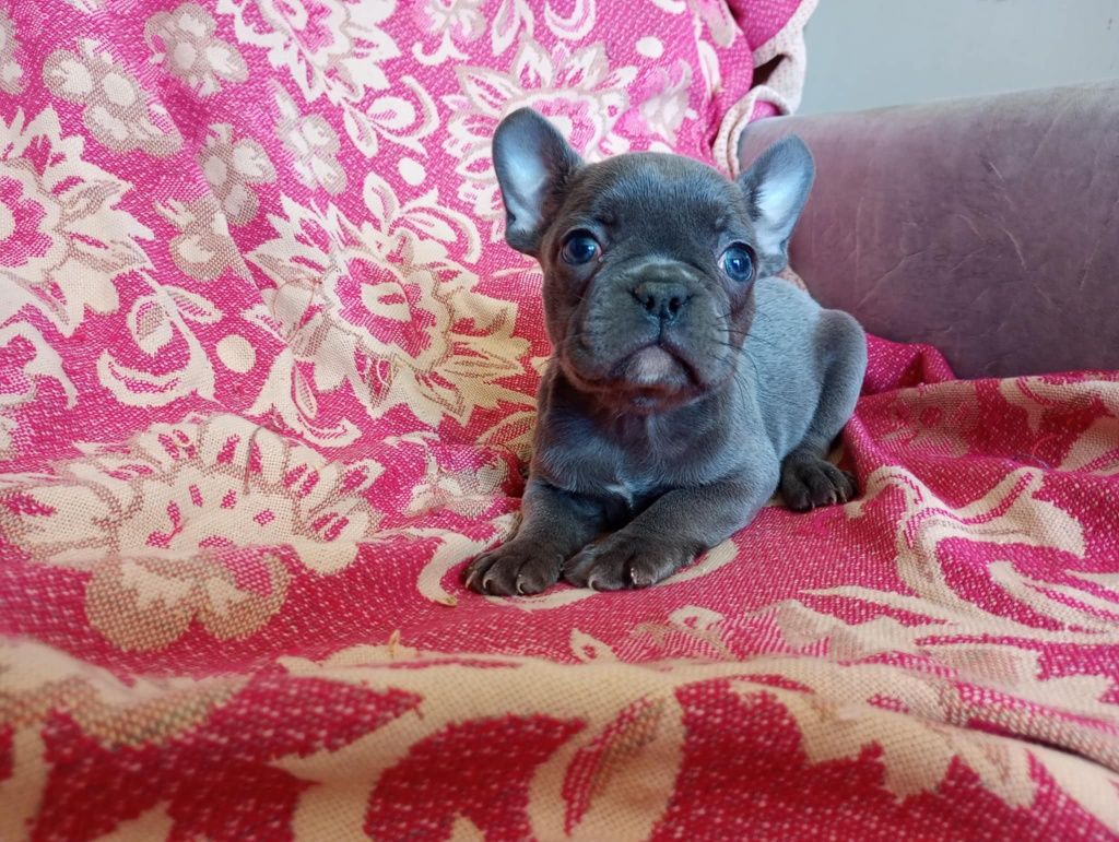 Szczeniak buldog francuski