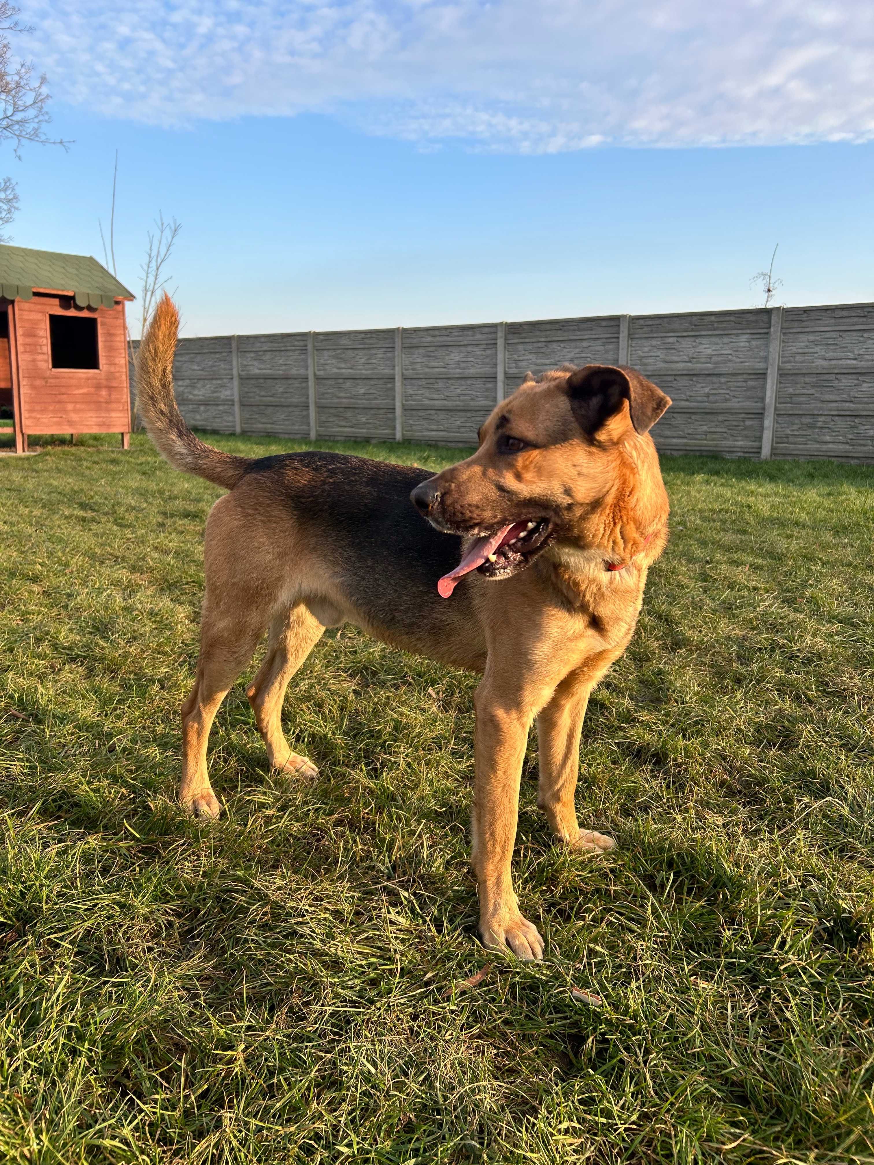 Ramzes w typie owczarka do adopcji owczarek Kalisz Wrocław Poznań Łódź
