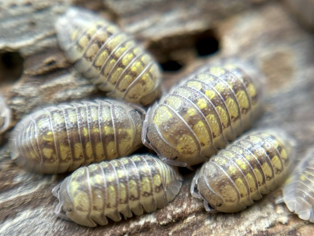 Armadillidium granulatum Lemon isopody kulanki