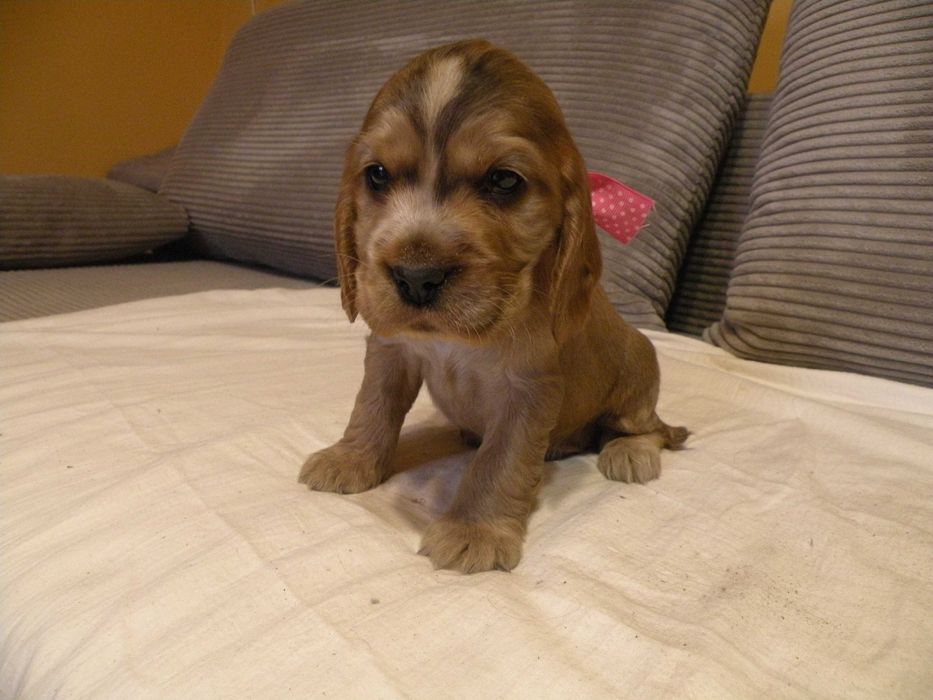 cocker spaniel angielski piesek