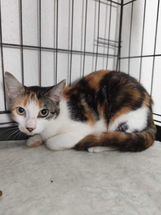 GUZZI (Fêmea, 6 Meses) Para Adoção