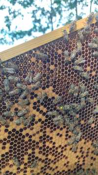 Odkłady pszczele Buckfast na 7 ramkach warszawskich poszerzanych