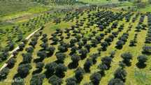 Terreno em Veiga de Lila de 46187,00 m2