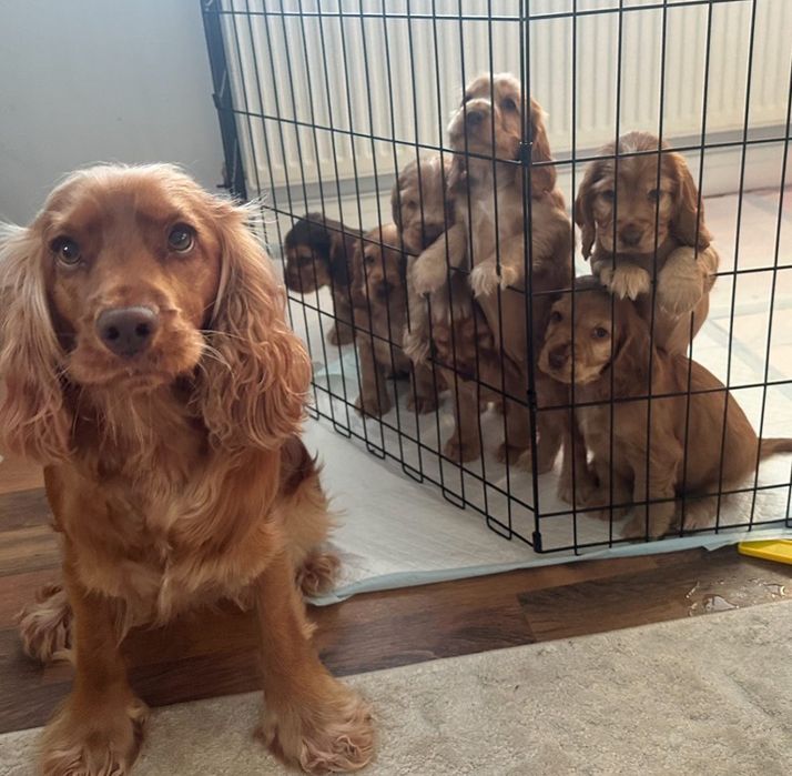 Шикарні цуценята кокер спаніеля.