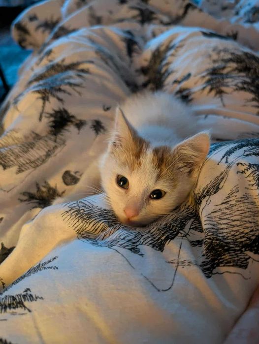 Nelly kocie maleństwo do adopcji