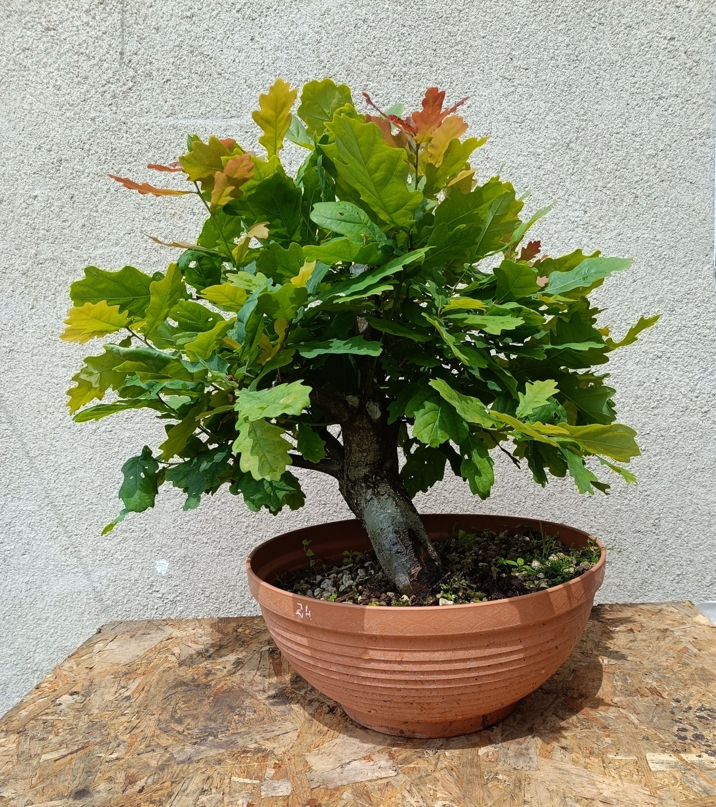 Drzewko Bonsai Dąb
