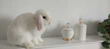 Mini Lop królik roczna dziewczynka