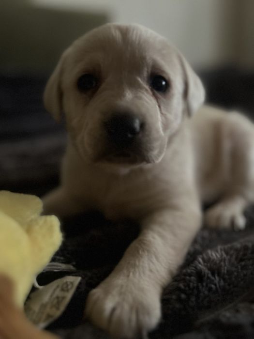 Лабрадор щенки 1,5 месяца