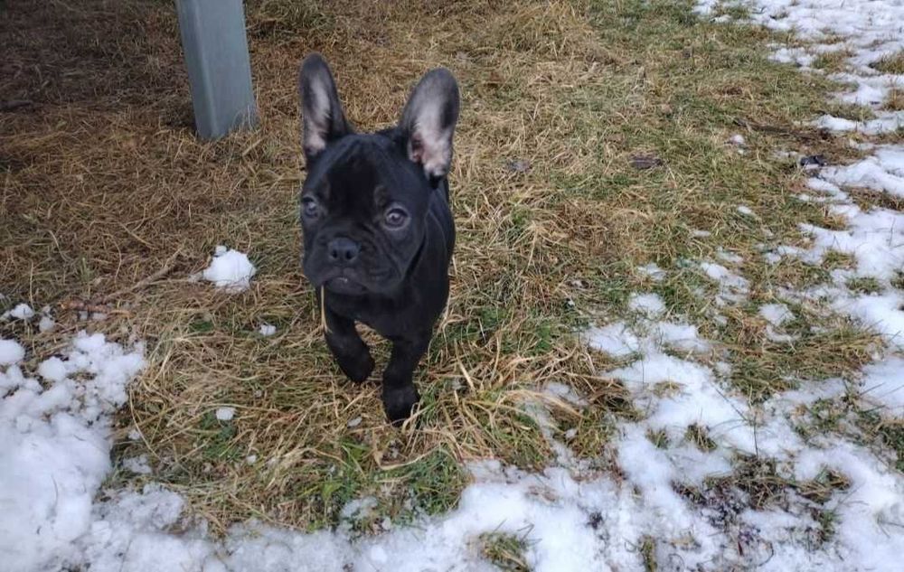 Дівчинка французского бульдога щеня шукає своїх батьків