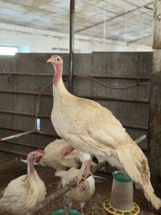 Продам індика. Жива вага, тушка. Індик. Індюшка. Домашні індики