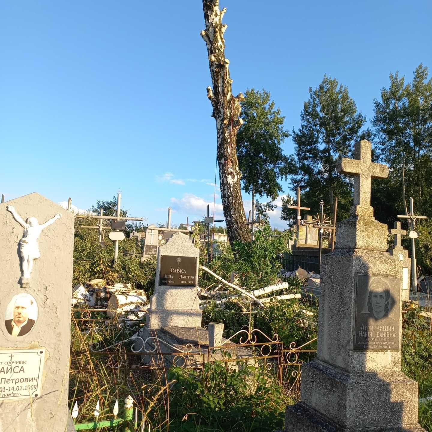 Спил деревьев аккуратно с альпинистским снаряжением.