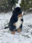 Бернські Зенненхунди(BERNER SENNENHUND)