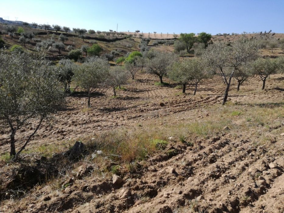 Vendo olival / oliveiras para transplantar, em Sendim Miranda do Douro