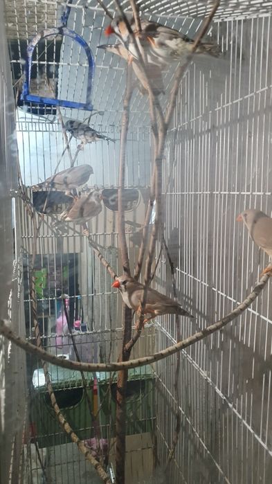 Gaiola pássaros grande preço negociável