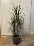 Dracena podwójna